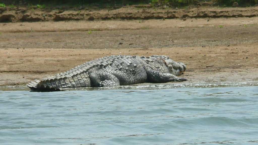 Huge Crocodile in river of the chambal valley