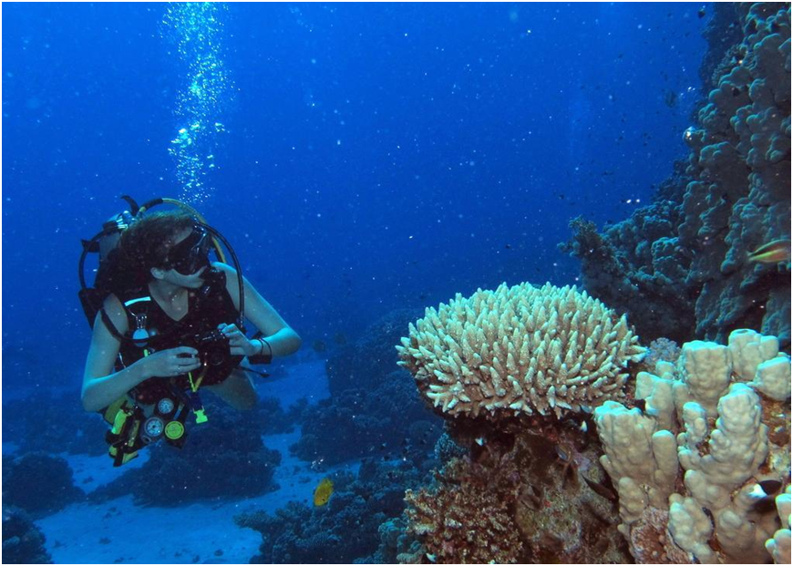 Scuba diving in Andaman - Complete Guide